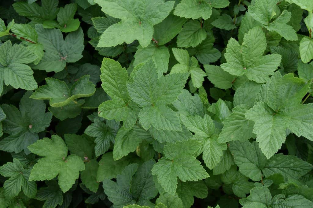 Filipendula ulmaria ---